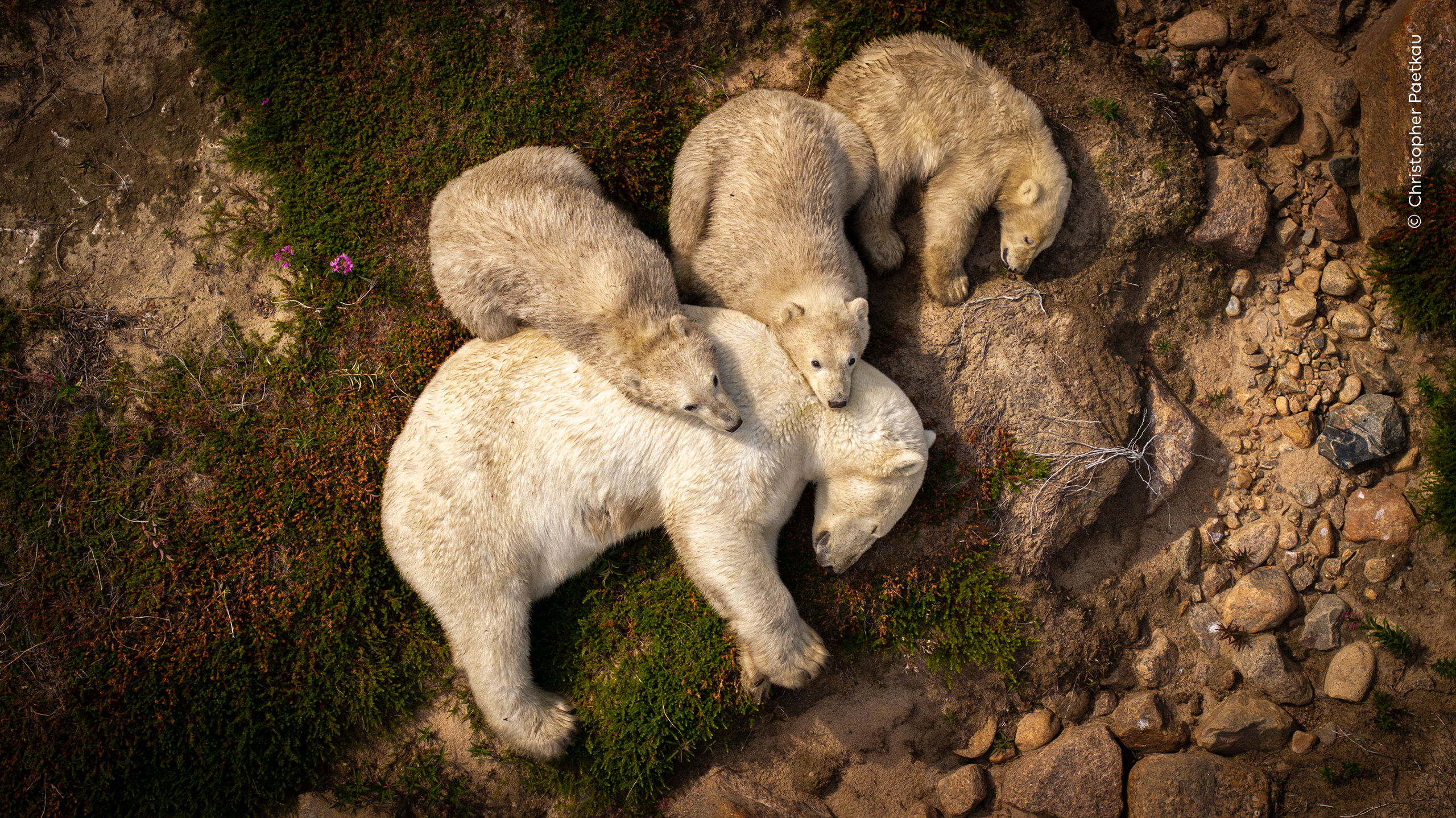 "Family Rest", a photograph of a mother polar bear and her three cubs pause peacefully in the summer heat.